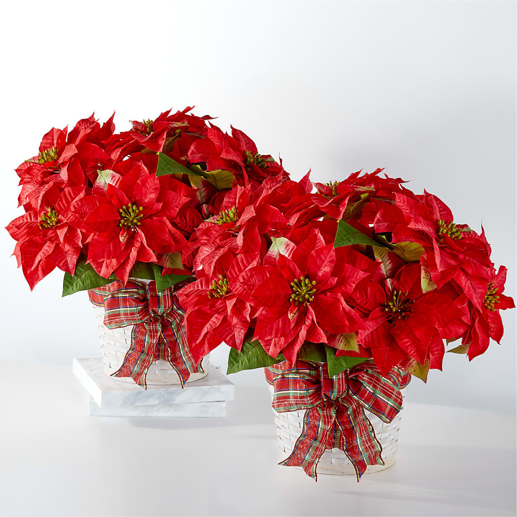 Happiest Holidays Poinsettia Bundle – Burns Florist, Hanceville AL