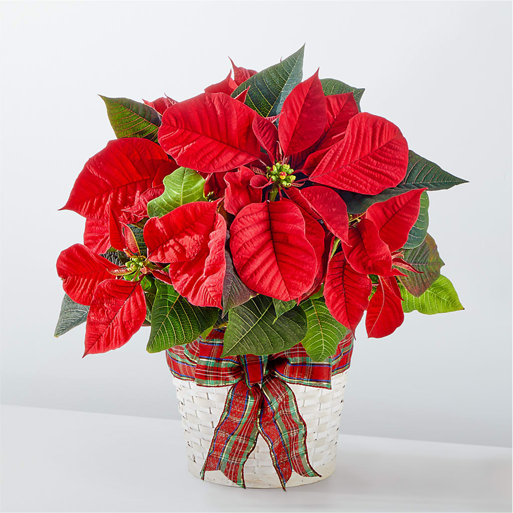 Happiest Holidays Poinsettia – Burns Florist, Hanceville AL