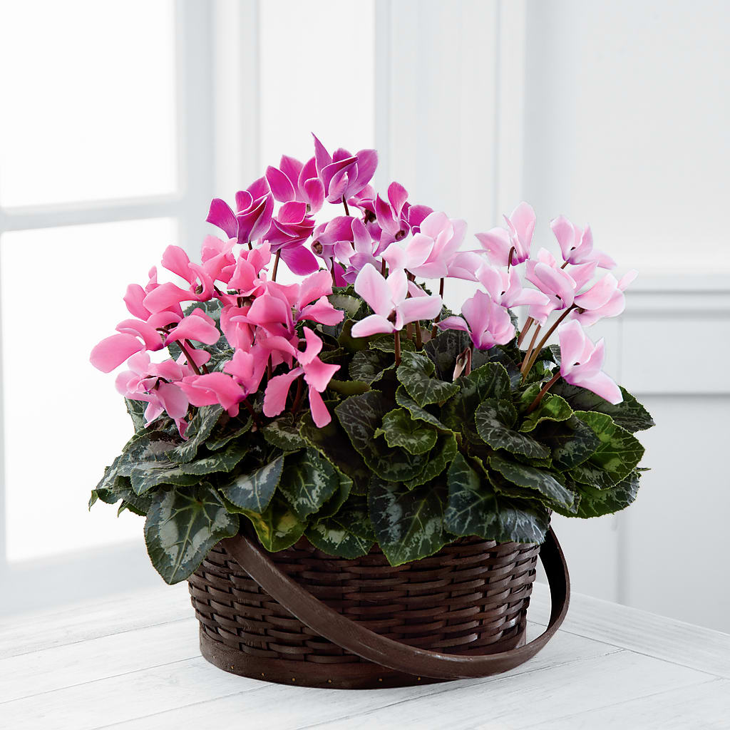Mixed Cyclamen Planter – Burns Florist, Hanceville AL