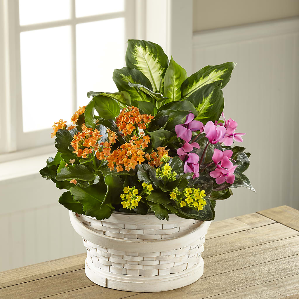 Color Crush Dishgarden – Burns Florist, Hanceville AL