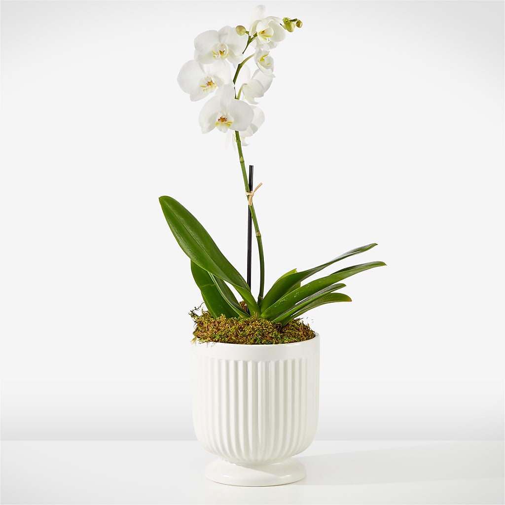 Whispering White Orchid – Burns Florist, Hanceville AL