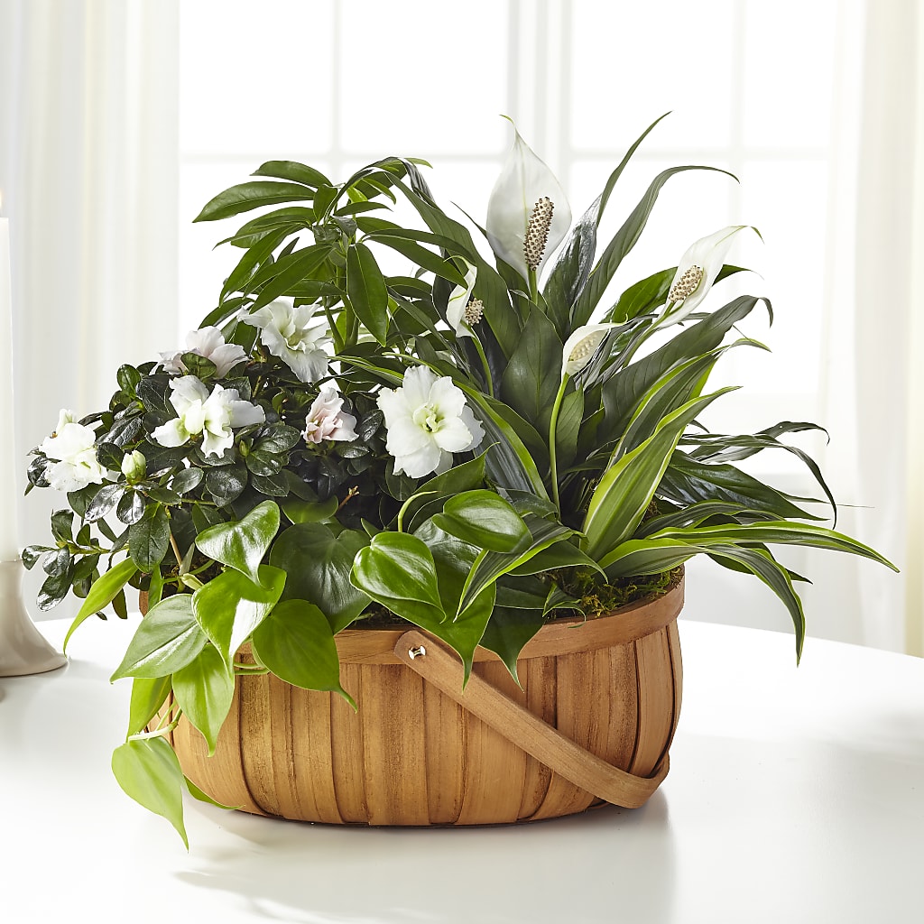 Serene Dishgarden – Burns Florist, Hanceville AL