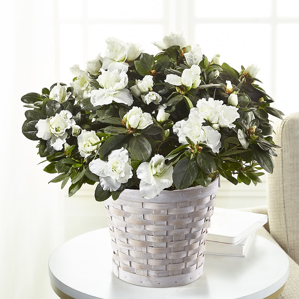 White Azalea Plant – Burns Florist, Hanceville AL