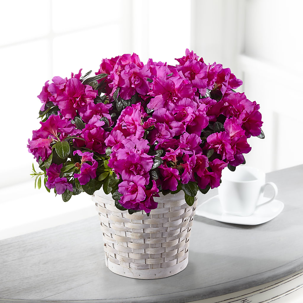 Hope & Serenity Azalea Plant – Burns Florist, Hanceville AL