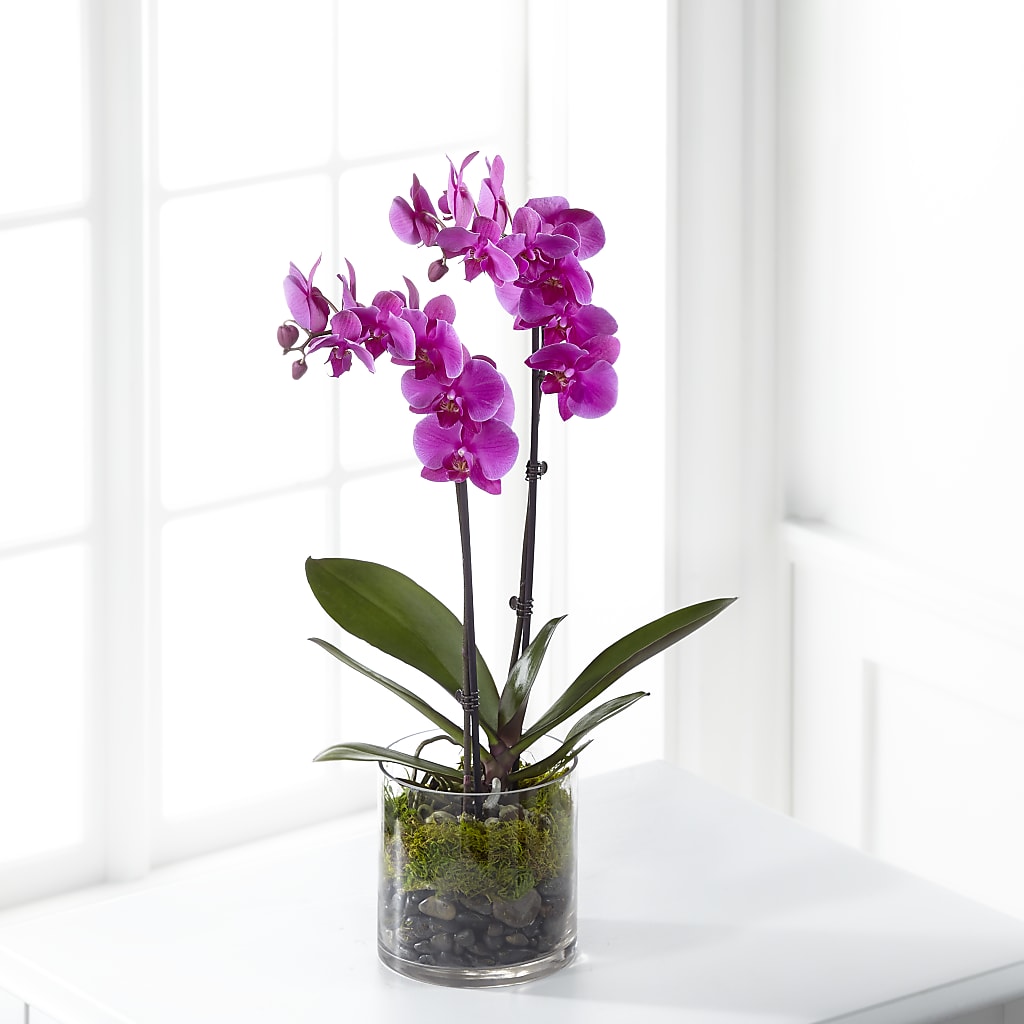 Pink Orchid Plant – Burns Florist, Hanceville AL
