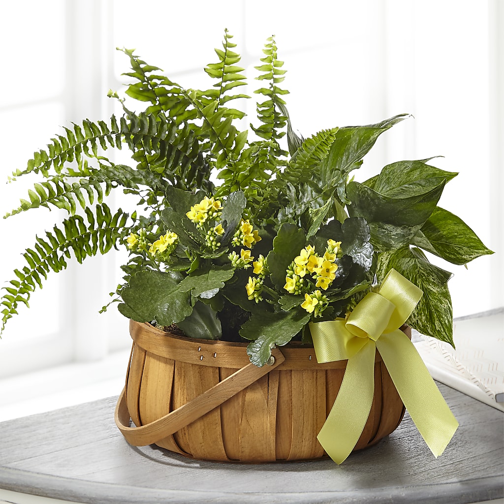 Always Dear Dishgarden – Burns Florist, Hanceville AL