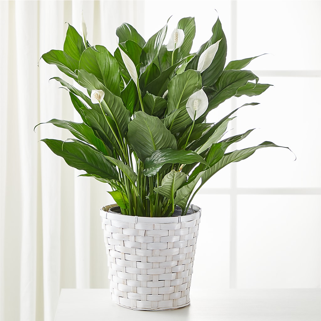A New Leaf Peace Lily – Burns Florist, Hanceville AL