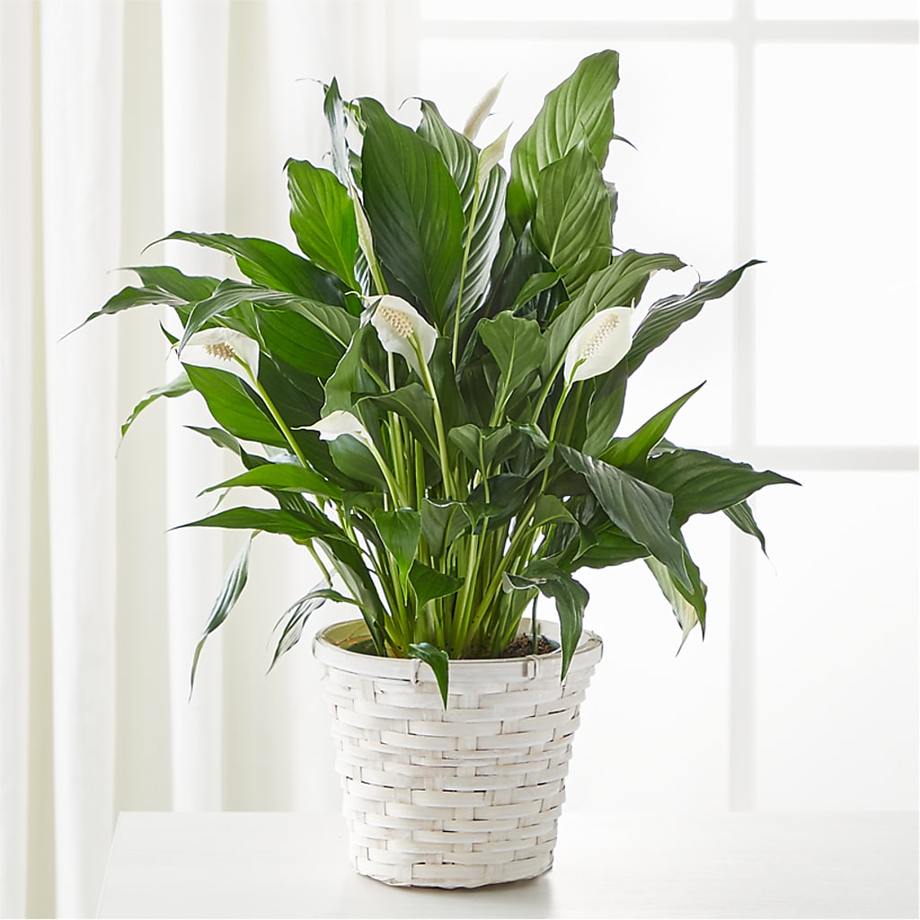 A New Leaf Peace Lily – Burns Florist, Hanceville AL