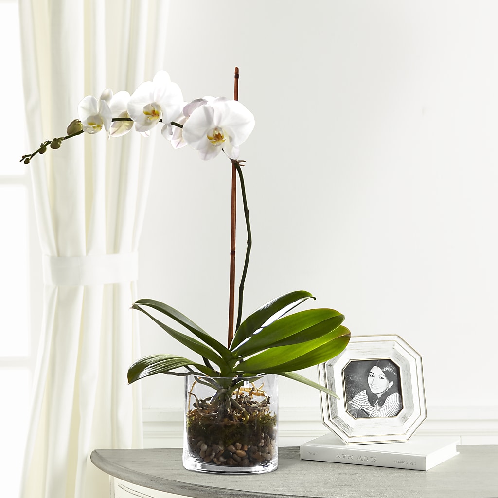 White Orchid Planter – Burns Florist, Hanceville AL