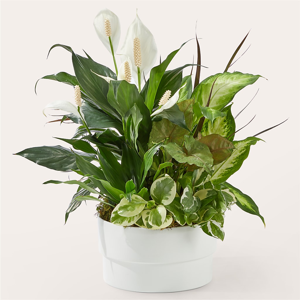 Radiating Positivity Dishgarden – Burns Florist, Hanceville AL