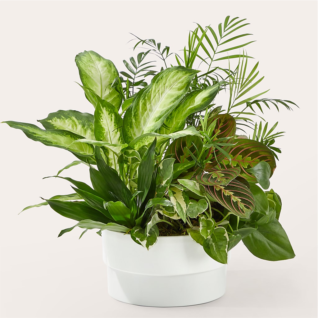Radiating Positivity Dishgarden – Burns Florist, Hanceville AL