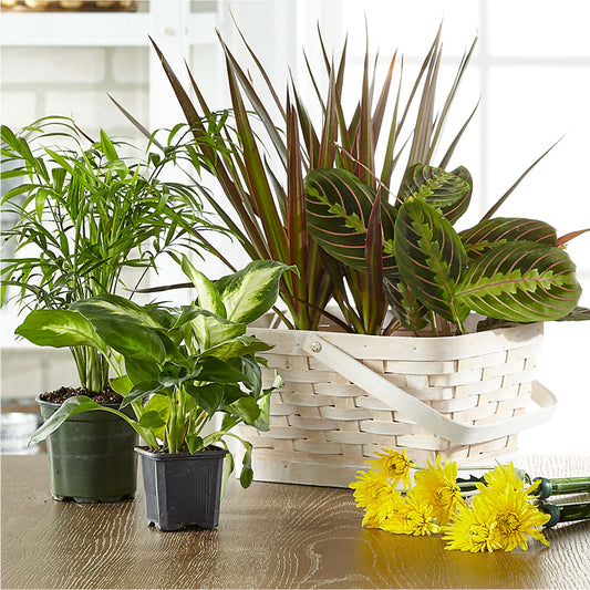 Florist Designed Blooming and Green Plants in a Basket –  Burns Florist, Hanceville AL