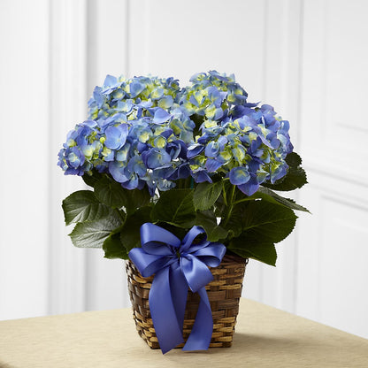 Blue Hydrangea Planter –  Burns Florist, Hanceville AL