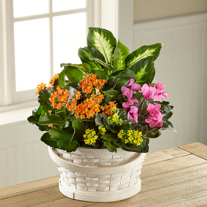 Color Crush Dishgarden –  Burns Florist, Hanceville AL