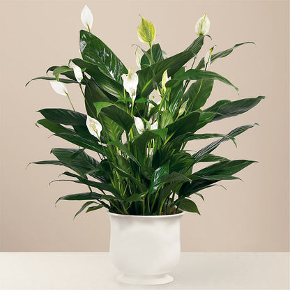 Comfort Planter –  Burns Florist, Hanceville AL