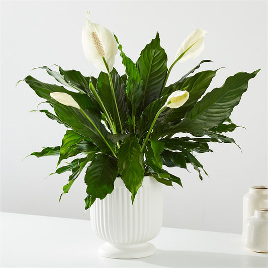 Comfort Planter –  Burns Florist, Hanceville AL