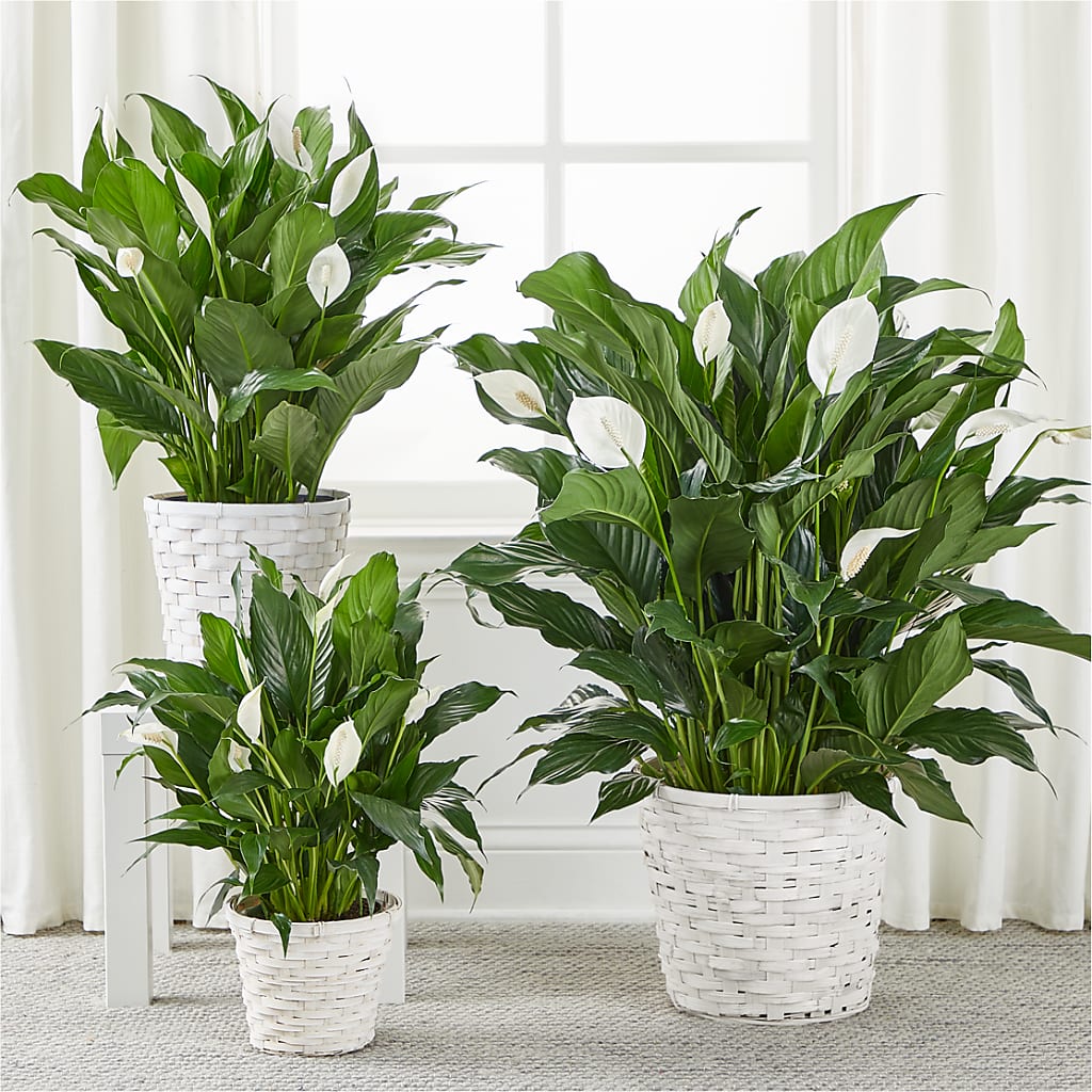 A New Leaf Peace Lily –  Burns Florist, Hanceville AL