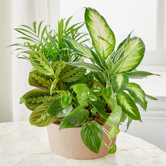 Balance & Harmony Dishgarden –  Burns Florist, Hanceville AL