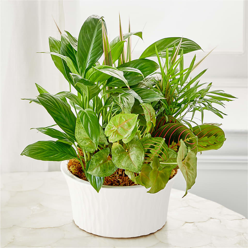 Balance & Harmony Dishgarden –  Burns Florist, Hanceville AL