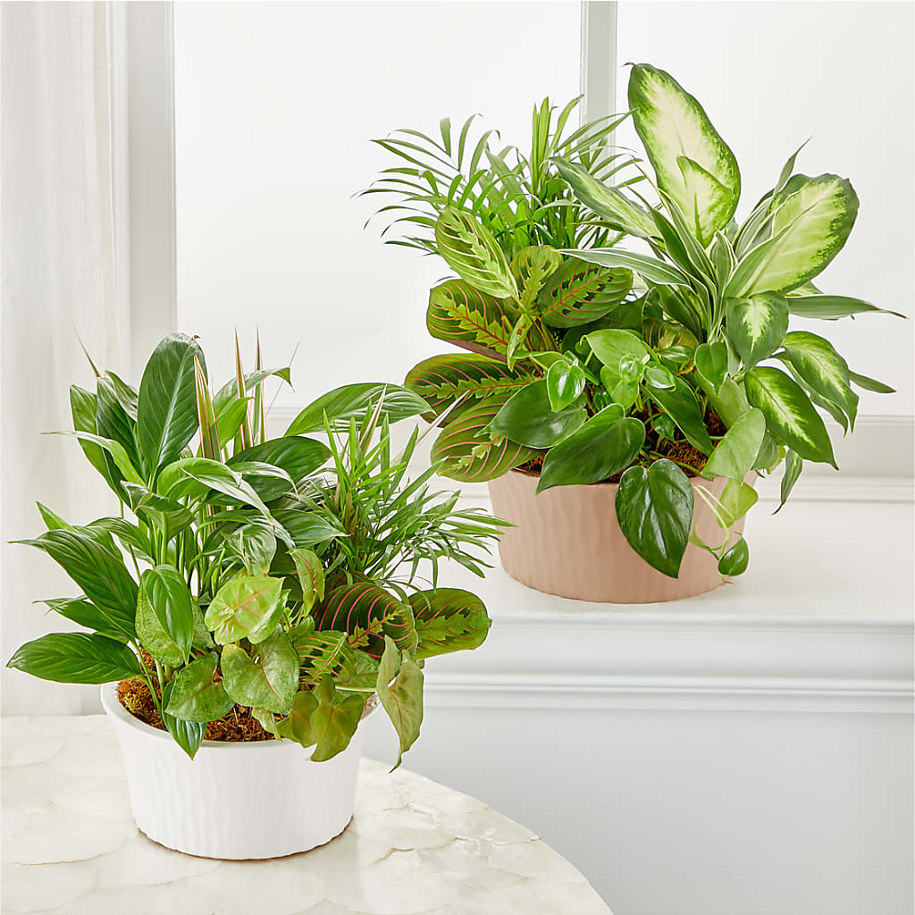Balance & Harmony Dishgarden –  Burns Florist, Hanceville AL