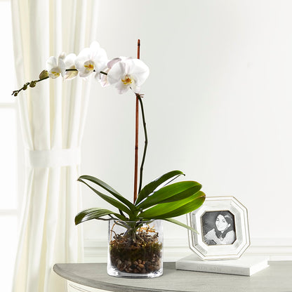 White Orchid Planter –  Burns Florist, Hanceville AL